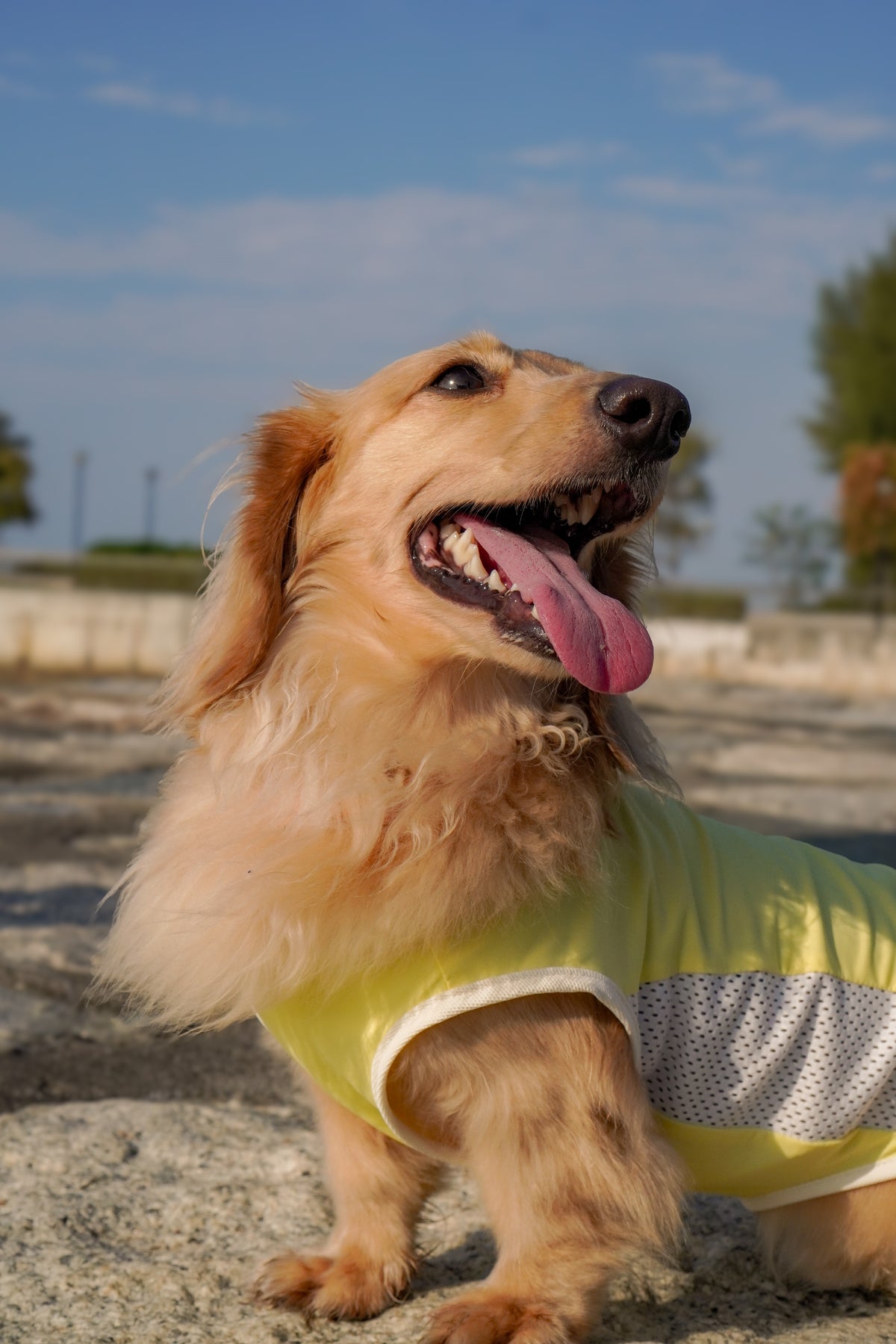 Daisy Yellow Cooling singlet for dogs and cats