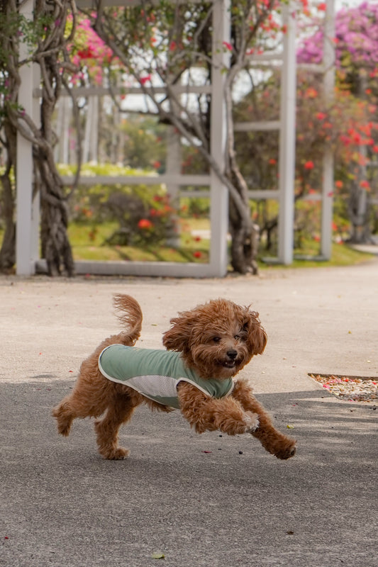 Sage Green Cooling singlet for dogs and cats