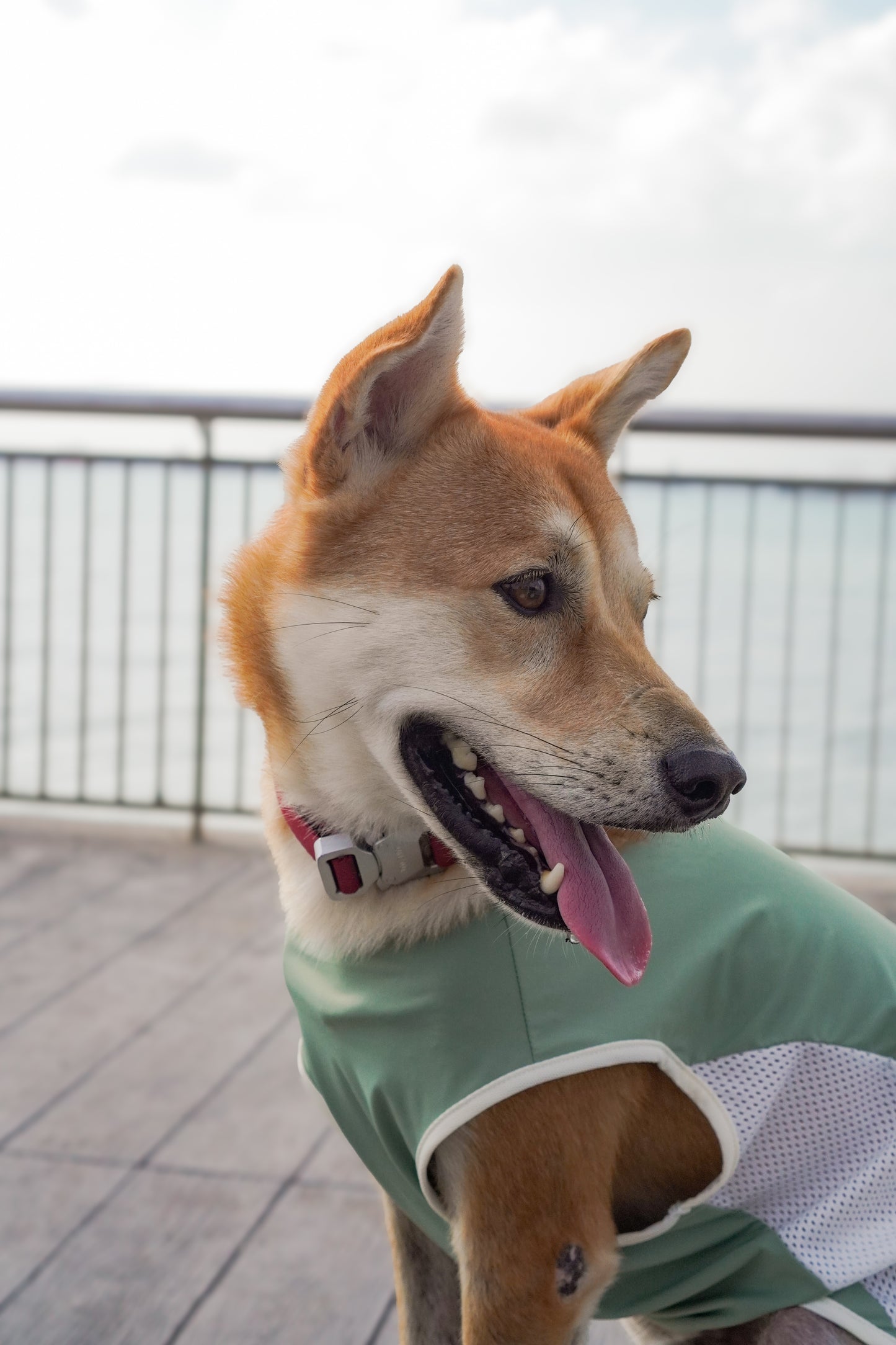 Sage Green Cooling singlet for dogs and cats