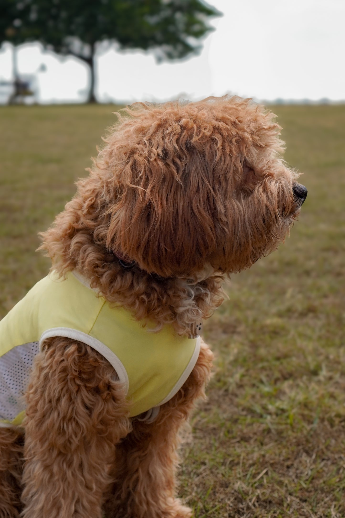 Daisy Yellow Cooling singlet for dogs and cats