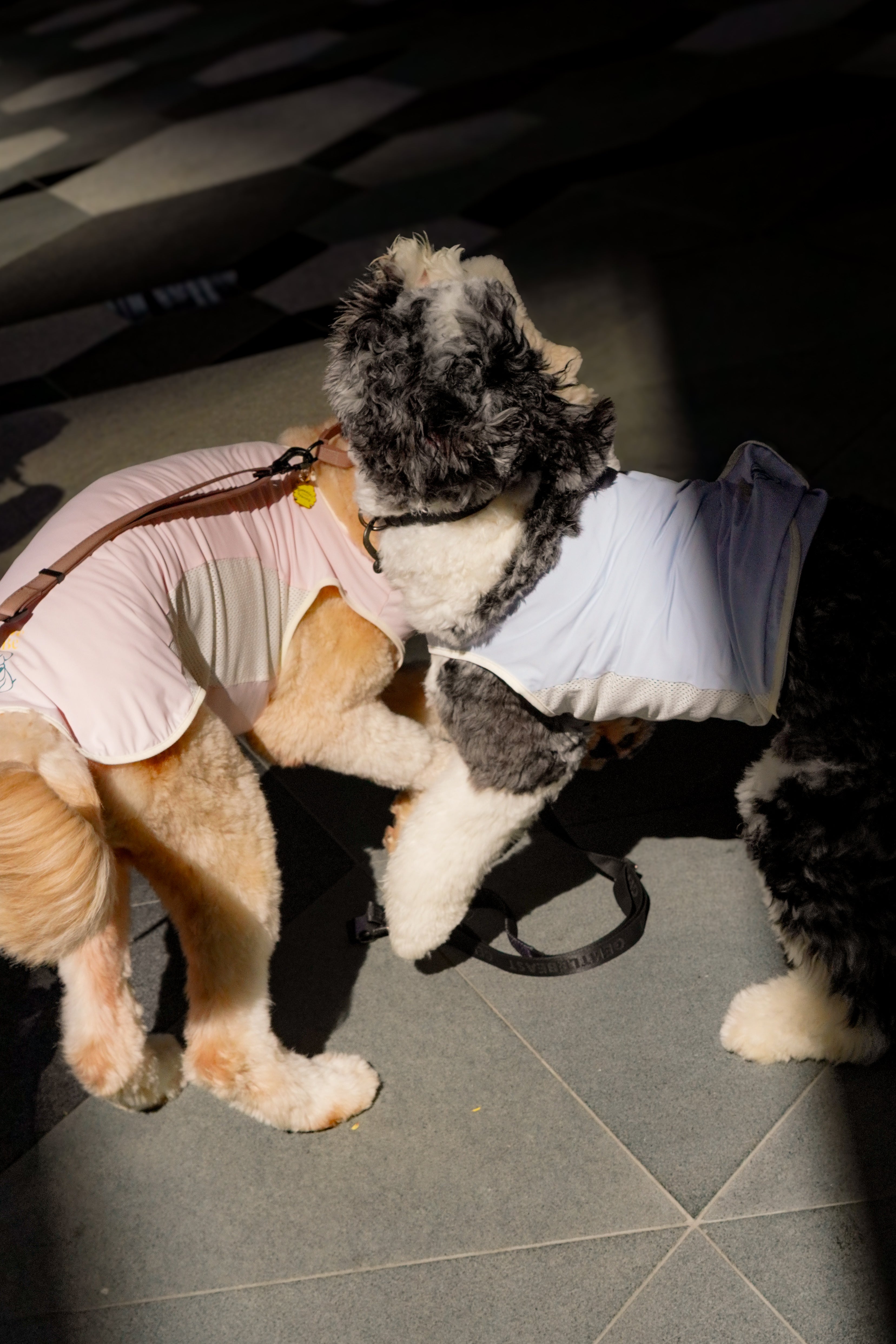 Two dogs, one wearing a pink outfit and the other a blue outfit, standing on a tiled floor.