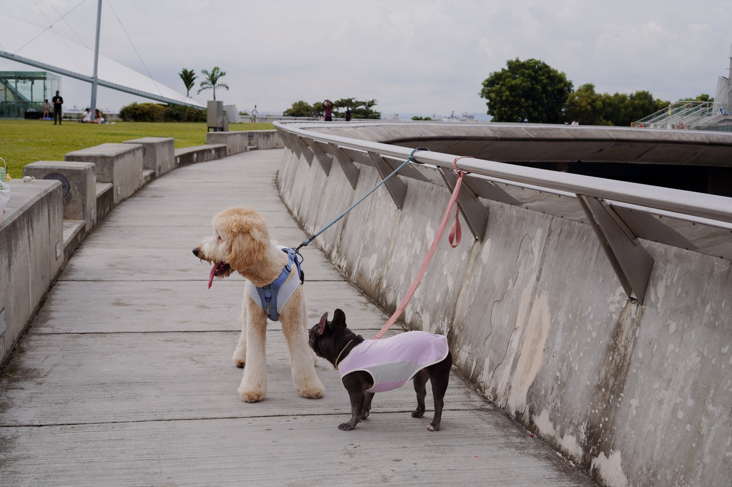 Blue cooling summer singlet for dogs and cats