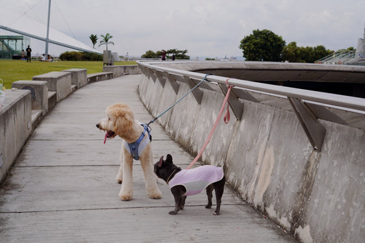 Blue cooling summer singlet for dogs and cats