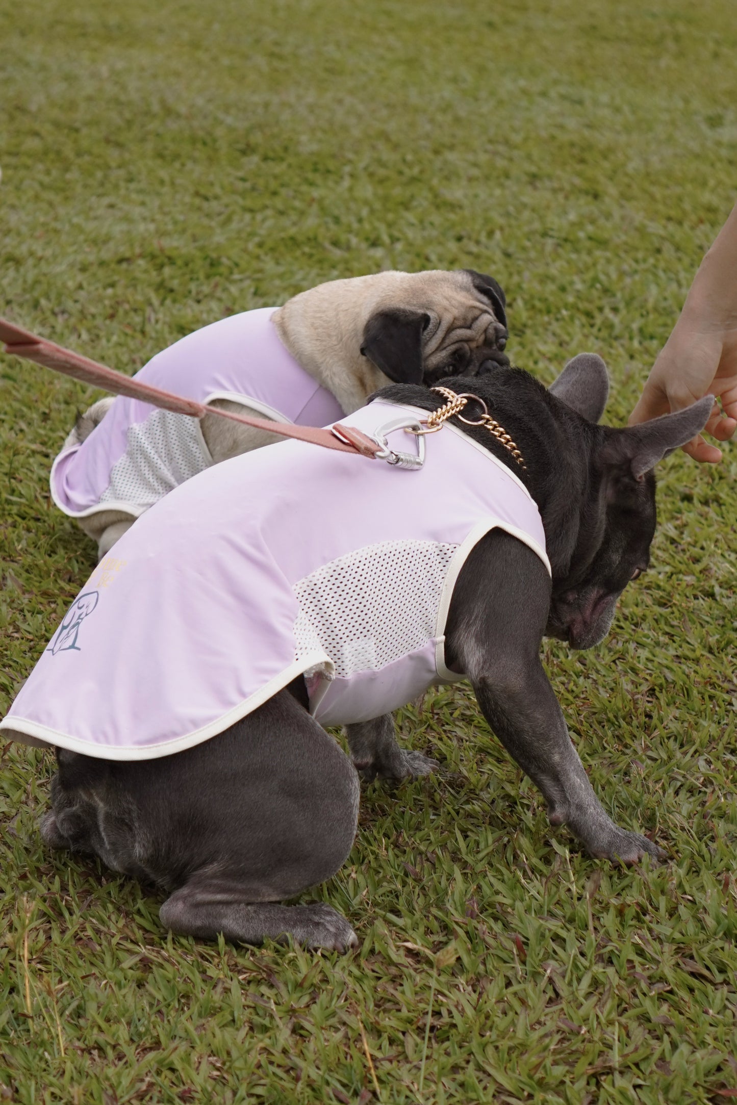 Purple cooling summer singlet for dogs and cats