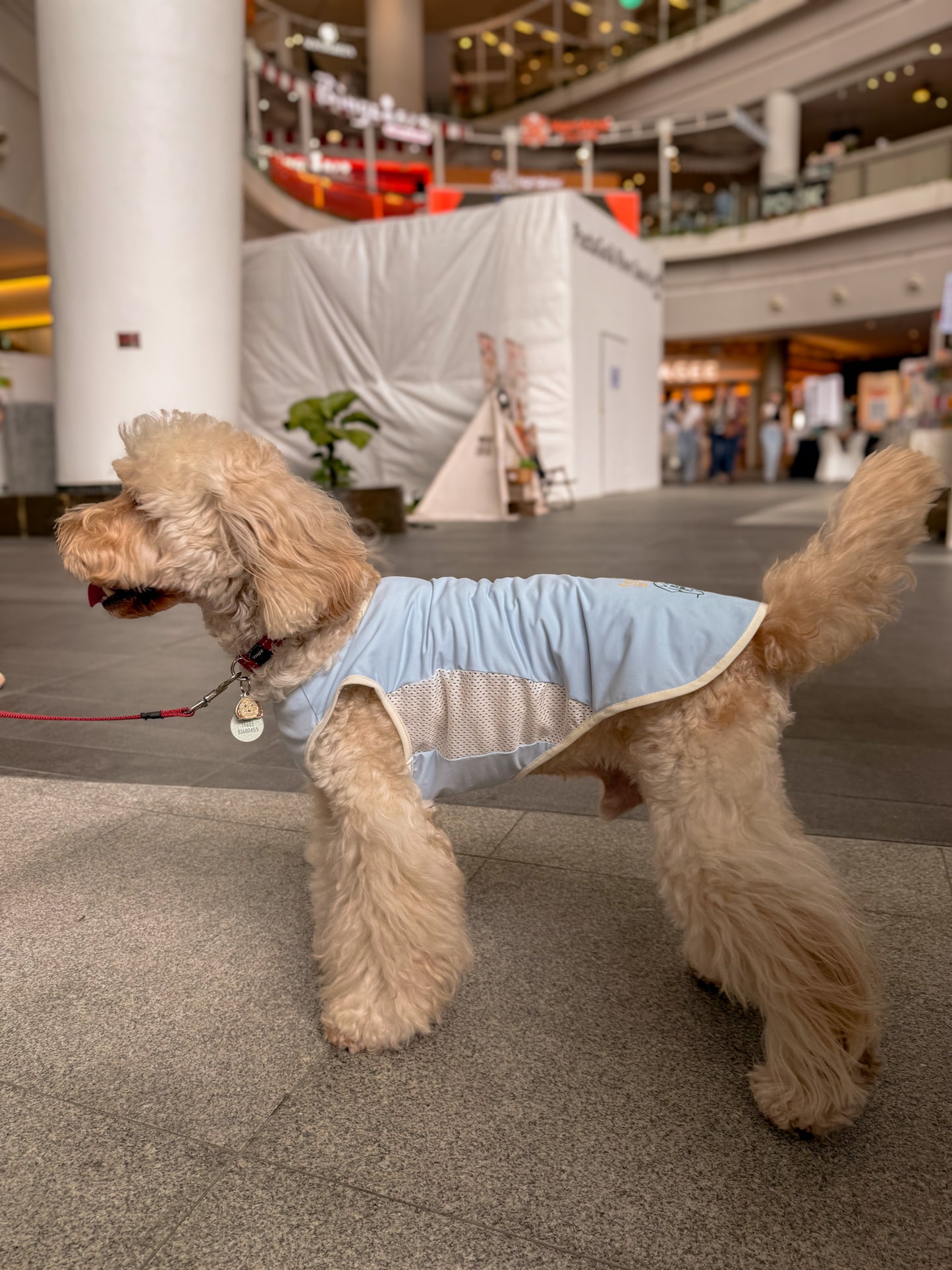 Blue cooling summer singlet for dogs and cats