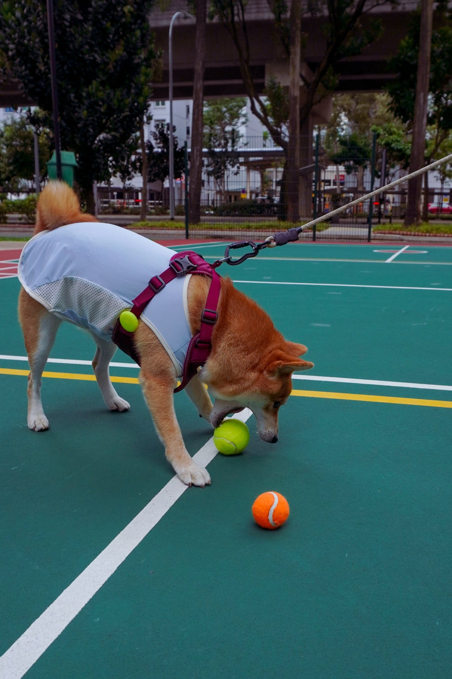 Blue cooling summer singlet for dogs and cats