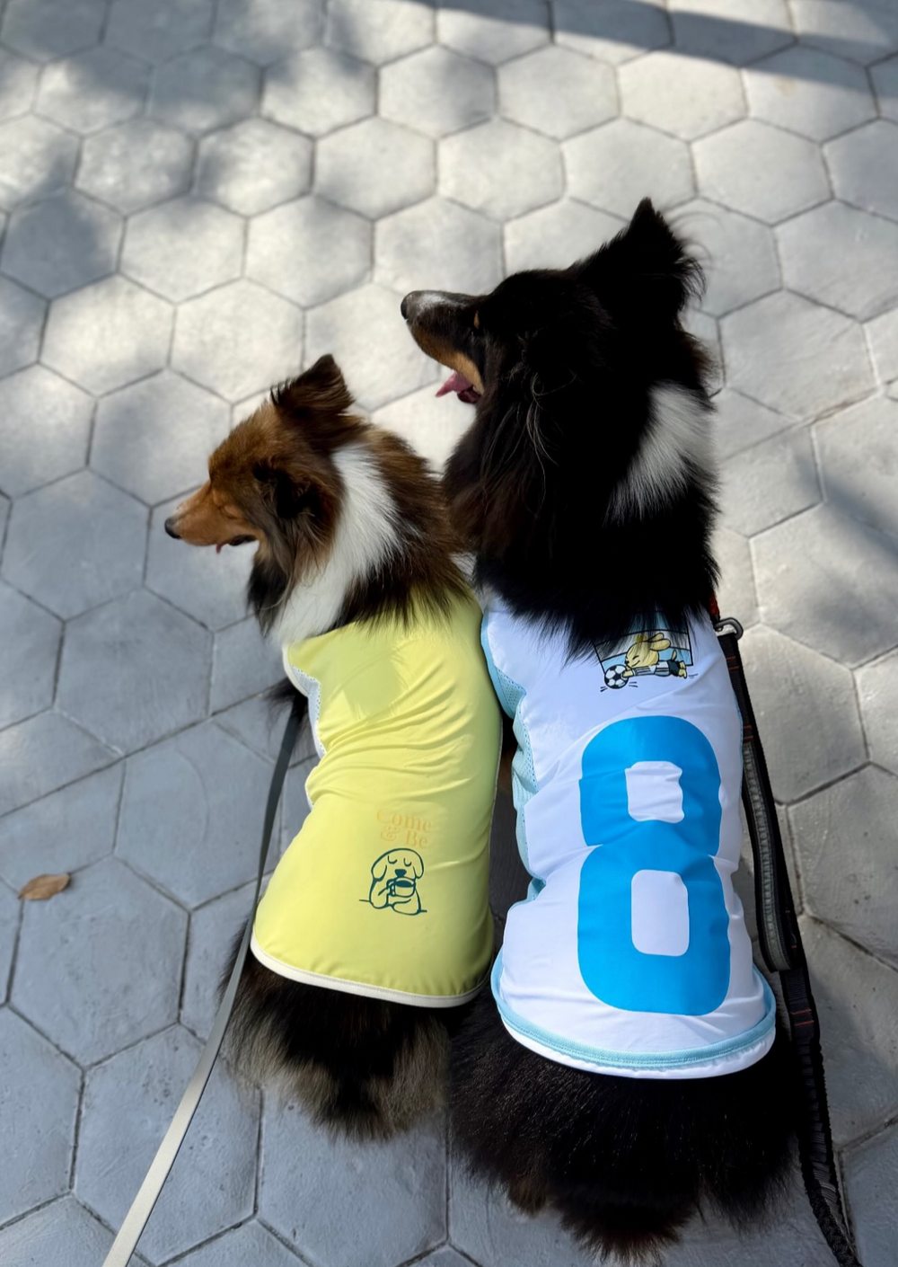 Sophie & Ellie - Sheltie