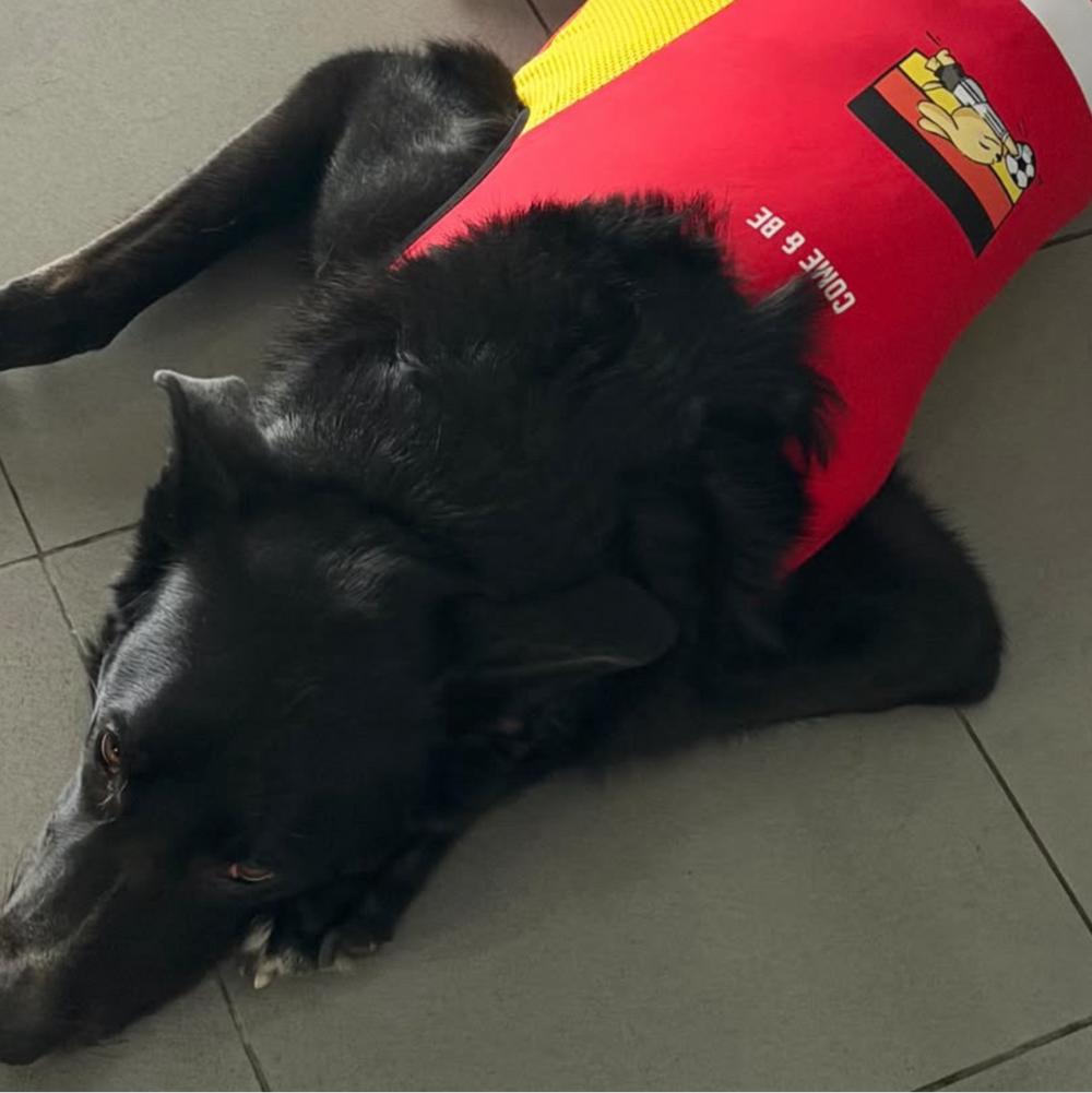 Mr Moose - Labrador 6XL