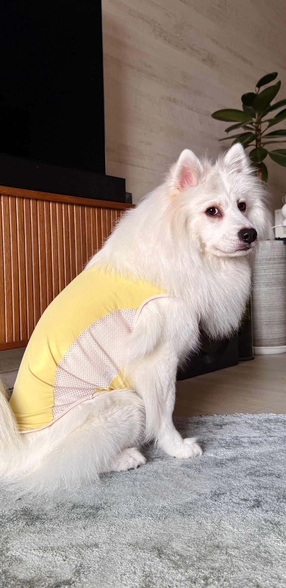 Daisy Yellow Cooling singlet for dogs and cats
