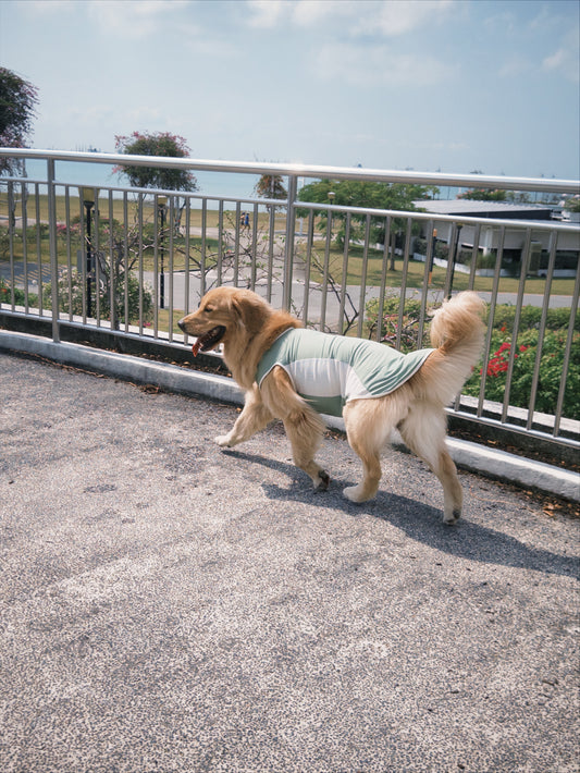 Sage Green Cooling singlet for dogs and cats